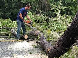 How Our Tree Care Process Works  in  Diamond Ridge, AK