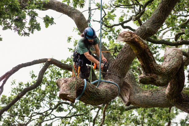 Professional Tree Care in Diamond Ridge, AK