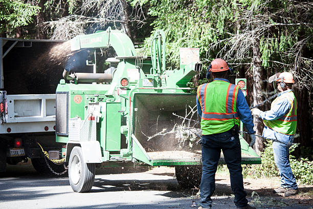 Lawn Drainage Solutions in Diamond Ridge, AK